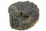 Bumpy Enrolled Morocops (Phacops) Trilobite #86424-2